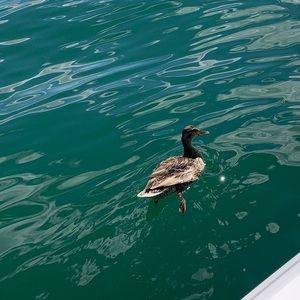 Meet your Posher, Sherry